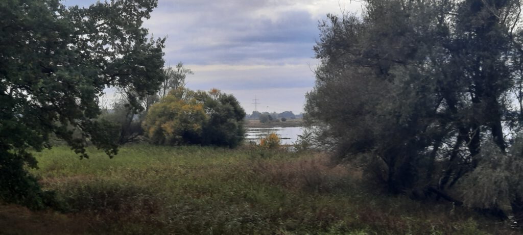 Hochwasser Elbe 05.10.24